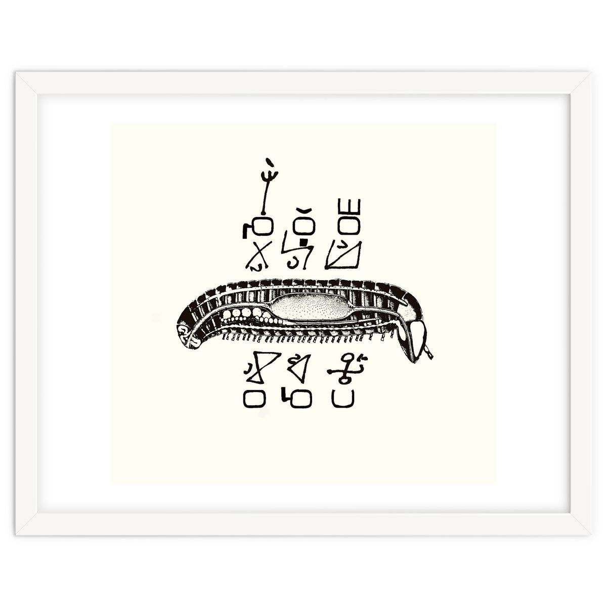 Diplopod David Felix