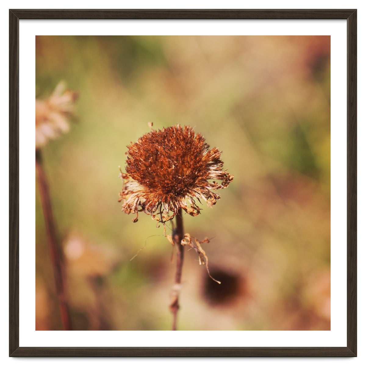 dried daisy