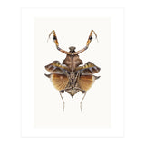 Cc Insects 06 (Print Only) thumbnail