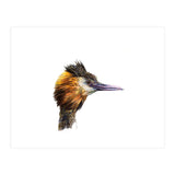 Grebe No.1 (Print Only) thumbnail
