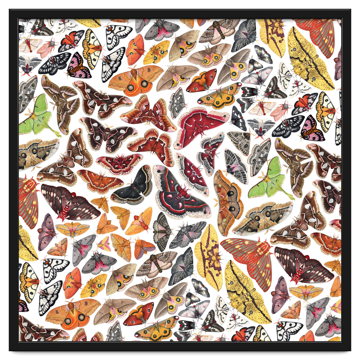 Saturniid Moths of North America Pattern