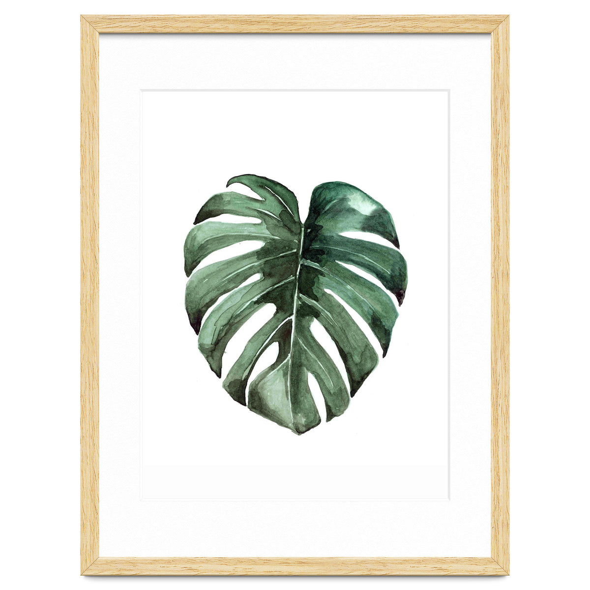 Botanical Illustration Monstera Deliciosa