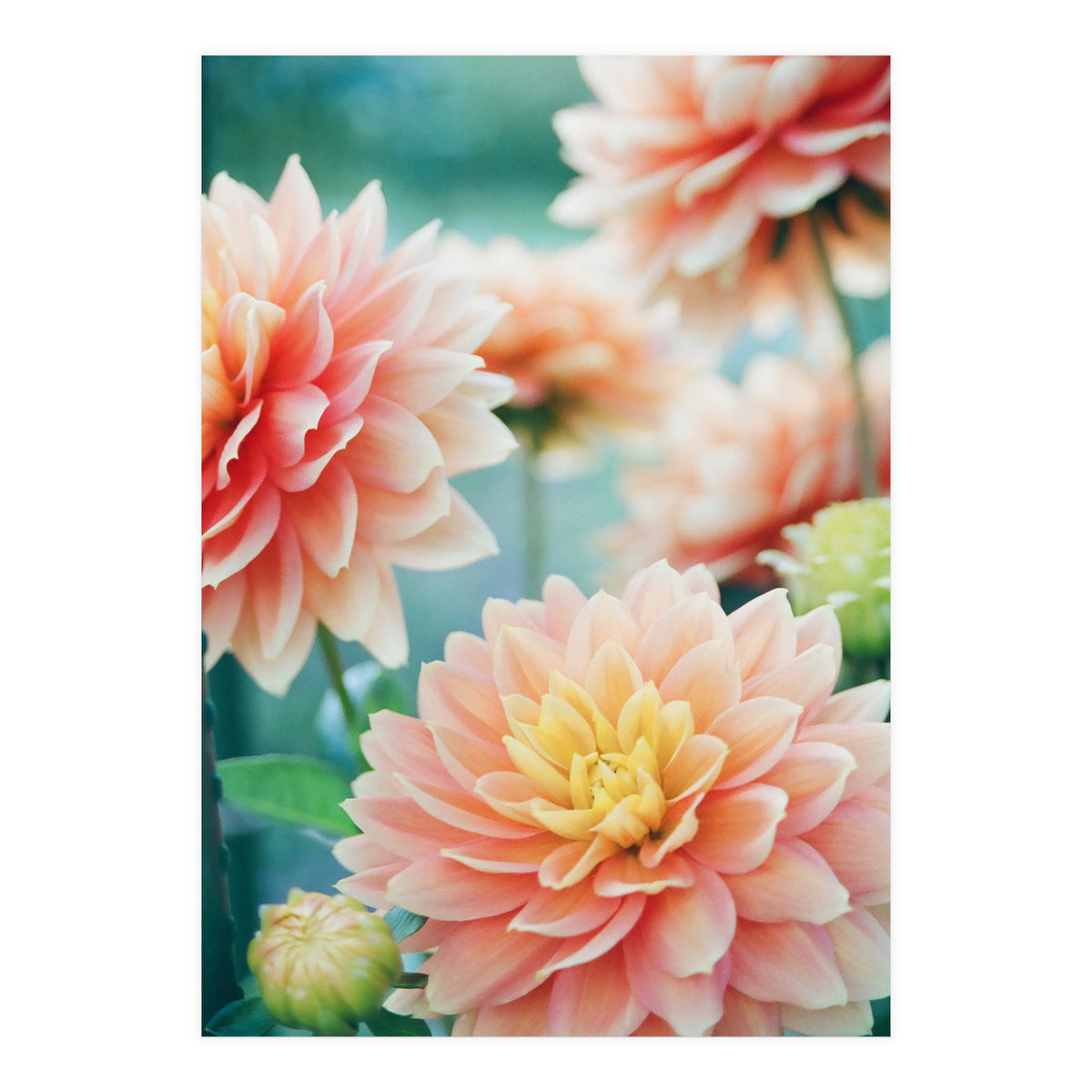 Happy Flowers (Print Only)