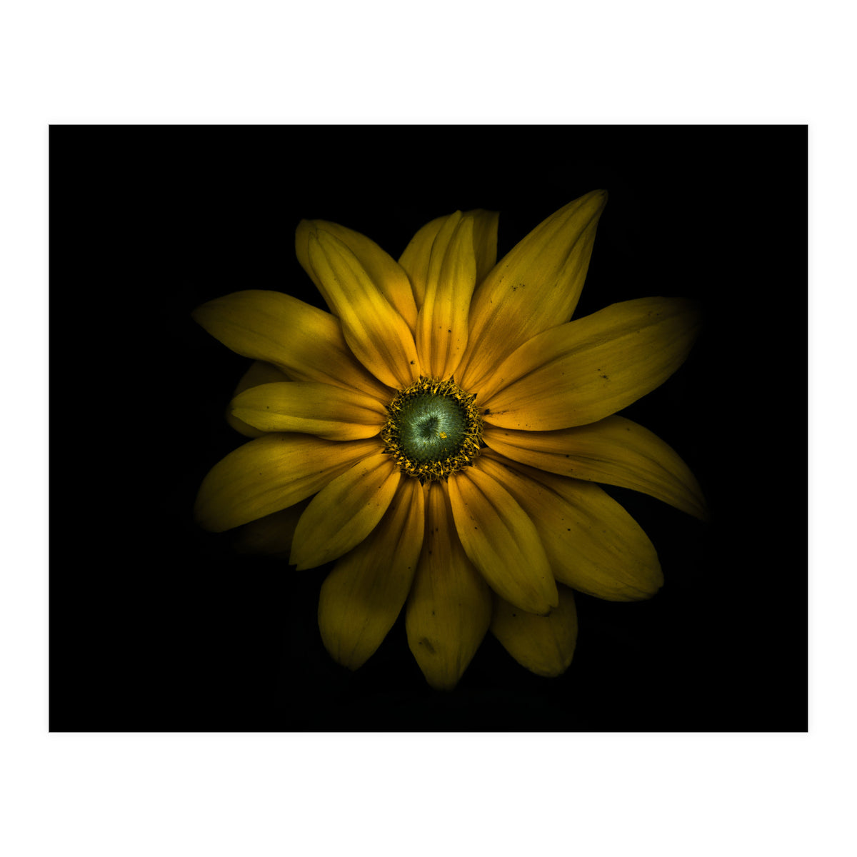 Backyard Flowers No 34 Color Version (Print Only)