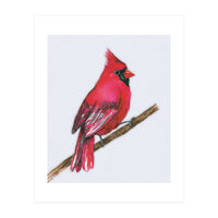 A Northern cardinal watercolor (Print Only)