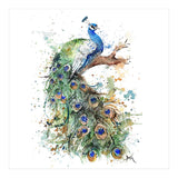Peacock - Wildlife Collection (Print Only) thumbnail