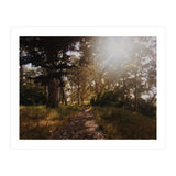 Golden Gate Park (Print Only) thumbnail