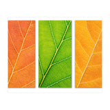 Autumn Leaves (Print Only) thumbnail