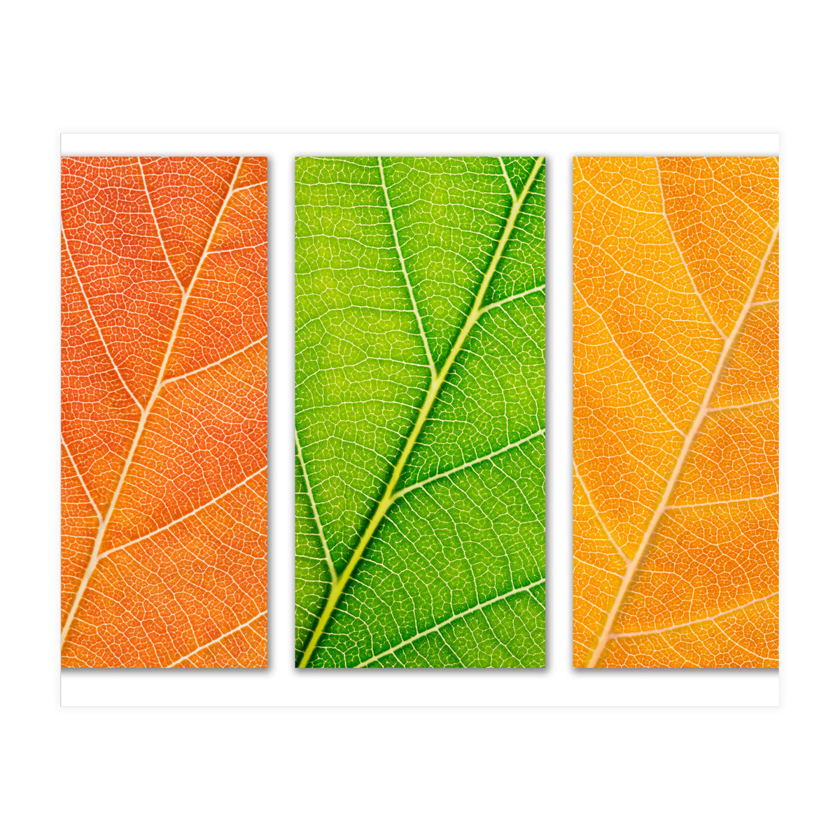 Autumn Leaves (Print Only)