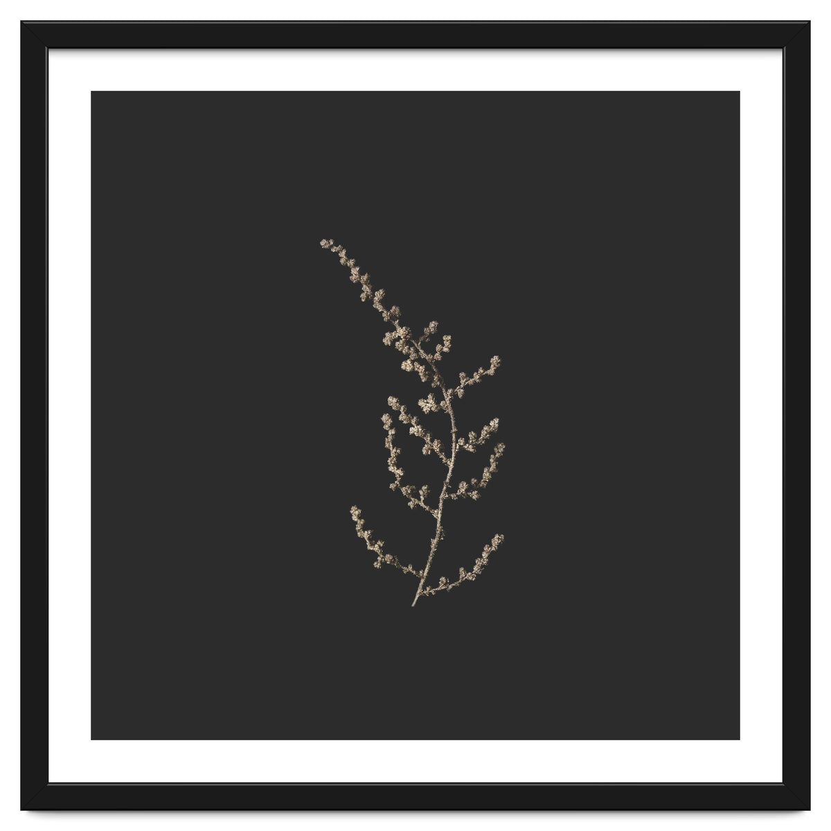 Delicate Golden Fynbos Botanicals on Black - Square