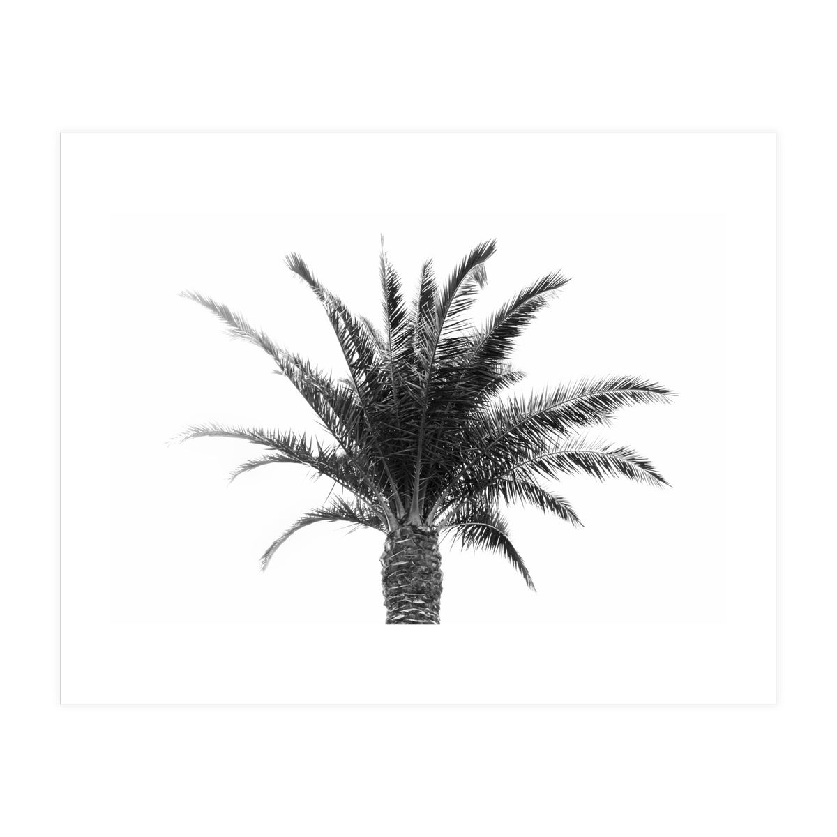 Palm Tree (Print Only)