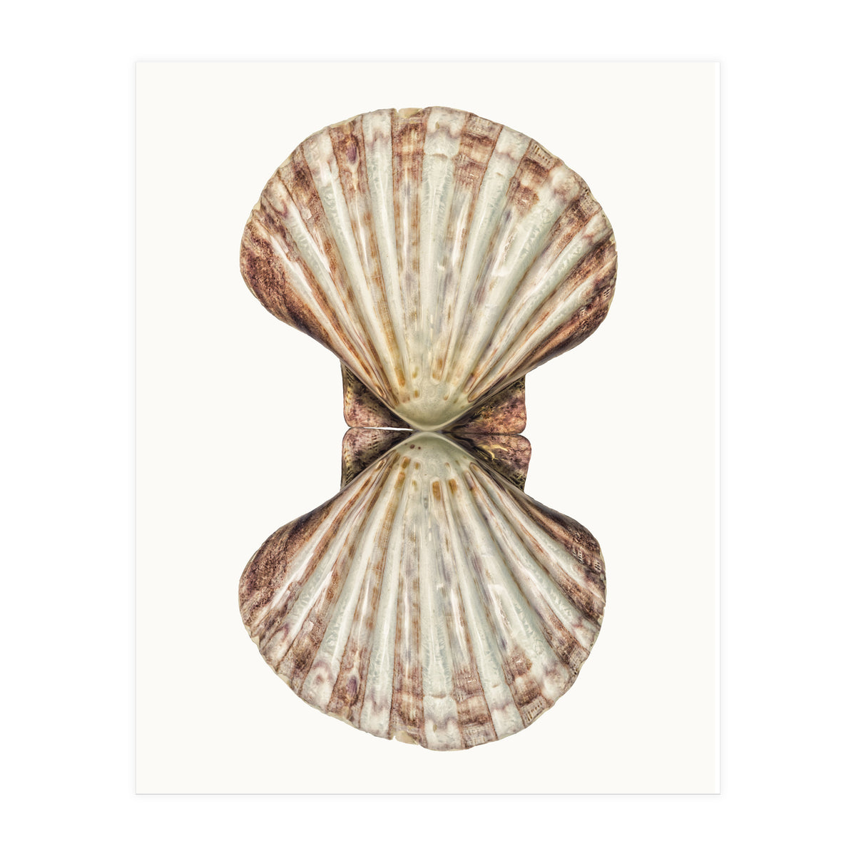 Cc Shell 06 (Print Only)