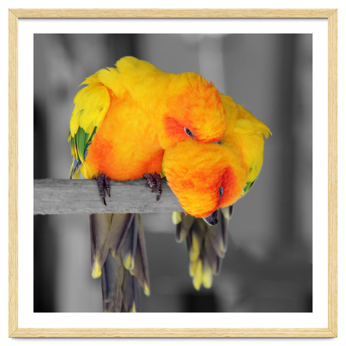 Two sun conures