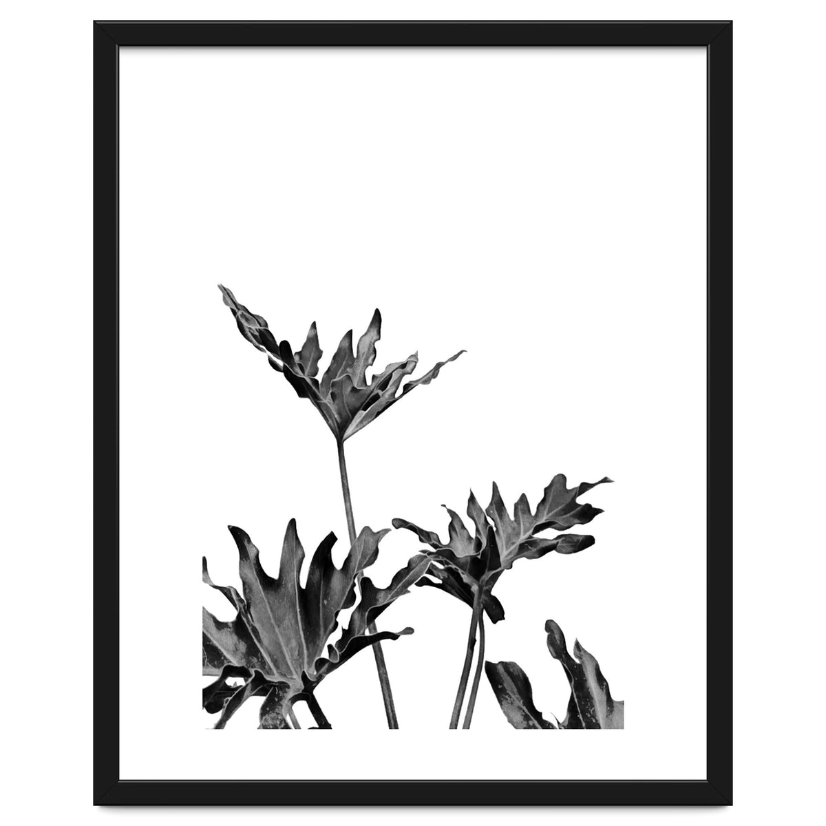 Monstera Black And White 08