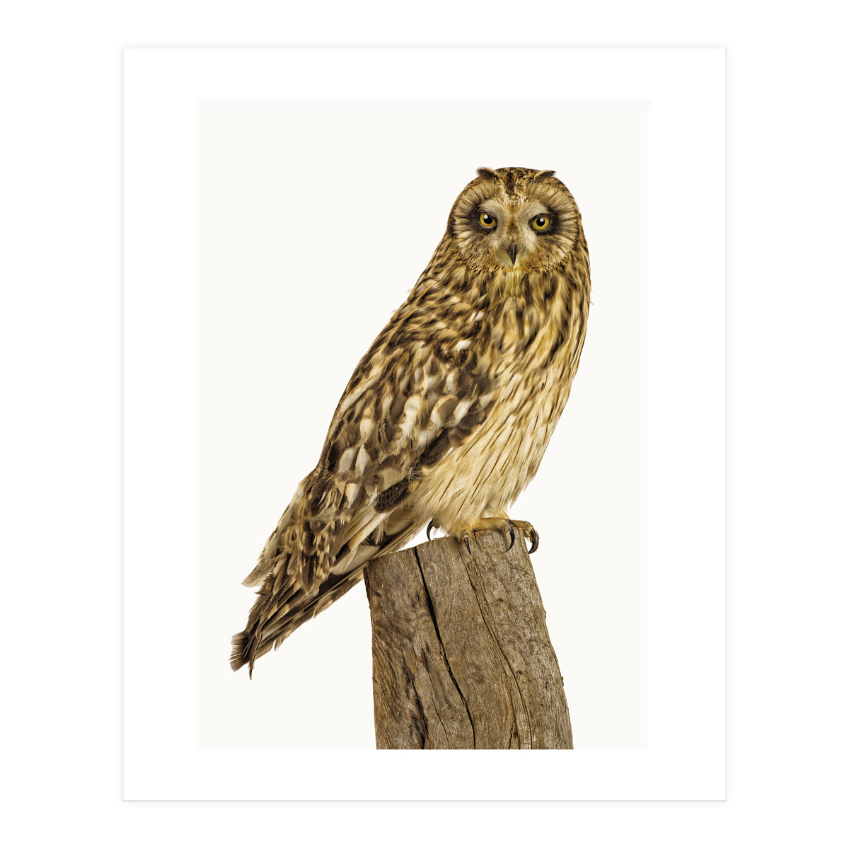 Cc Birds 01 (Print Only)