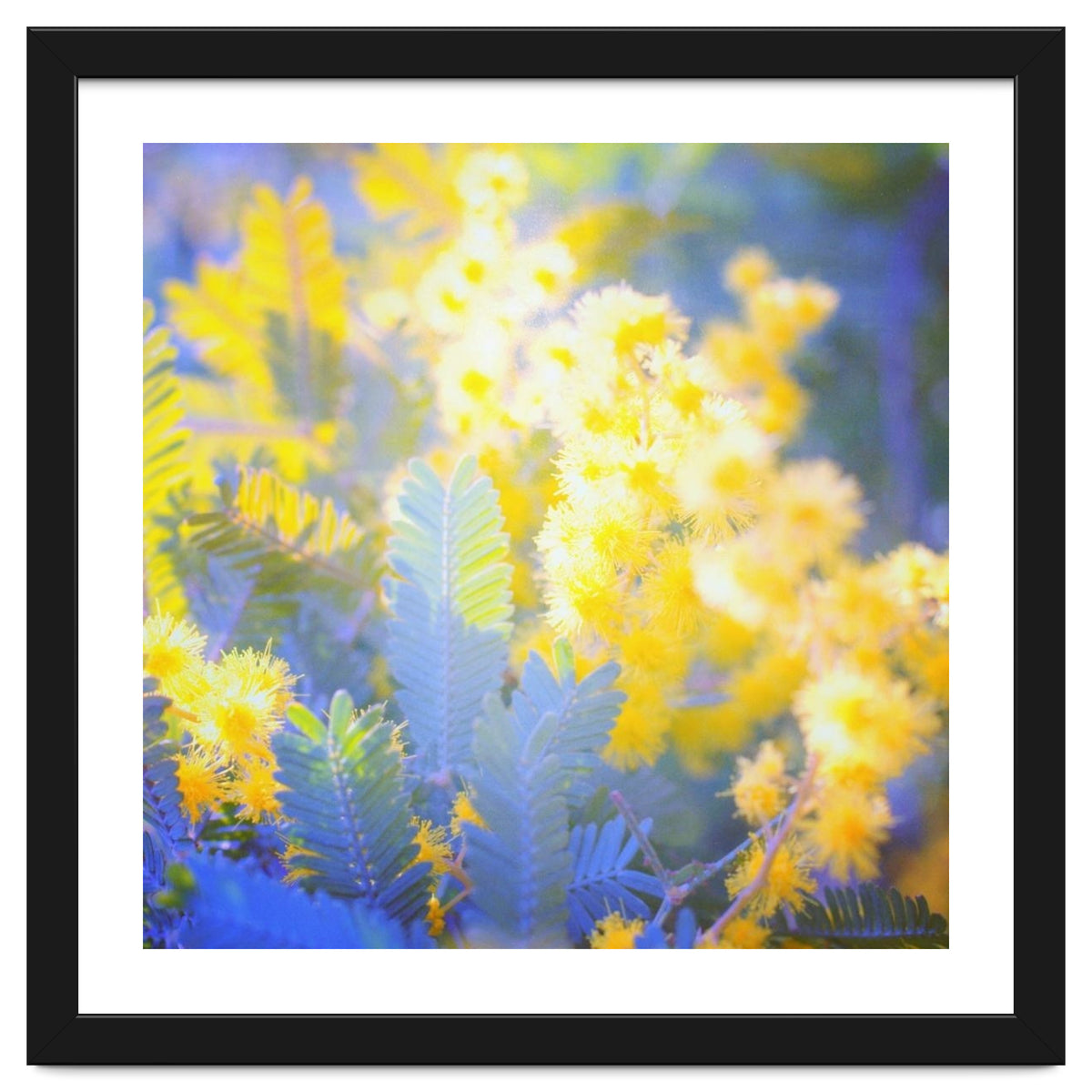 Yellow shiny flowers