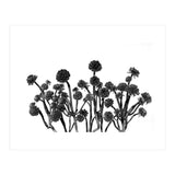 cactus succulents (Print Only) thumbnail