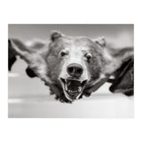 Bear Skin (Print Only) thumbnail