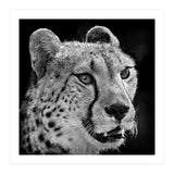 Cheetah (Print Only) thumbnail