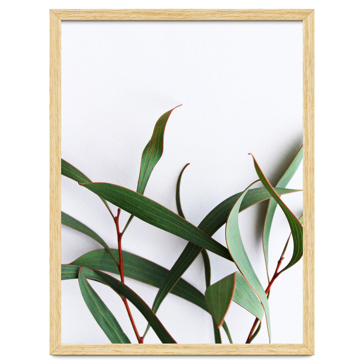 Green Eucalyptus leaves