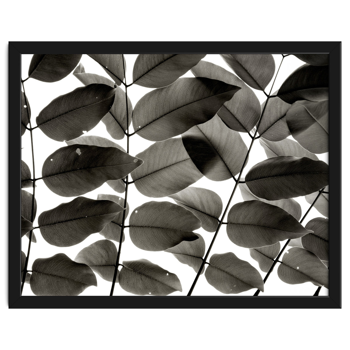 Branches and Leaves I