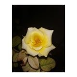 Yellow Rose (Print Only) thumbnail
