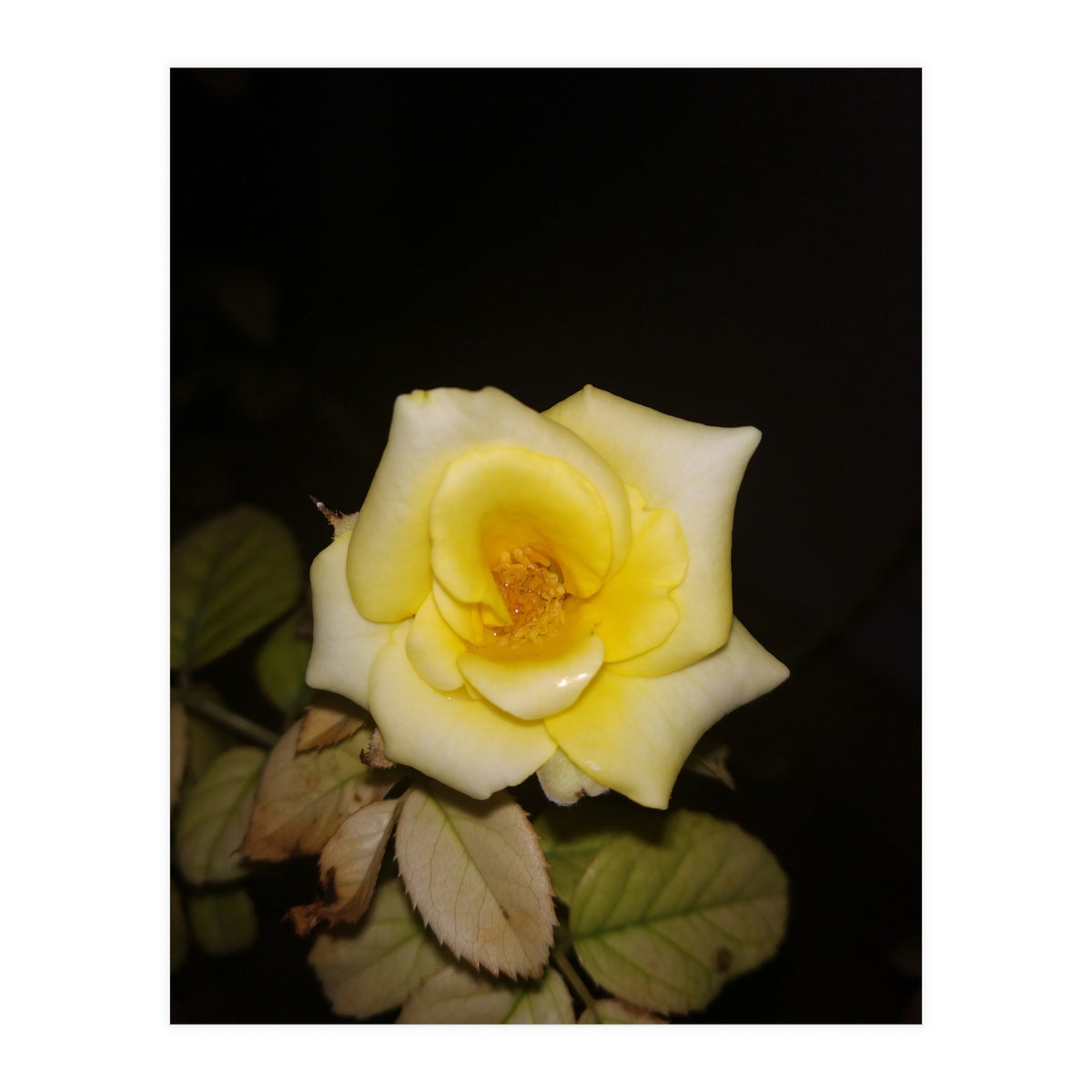 Yellow Rose (Print Only)