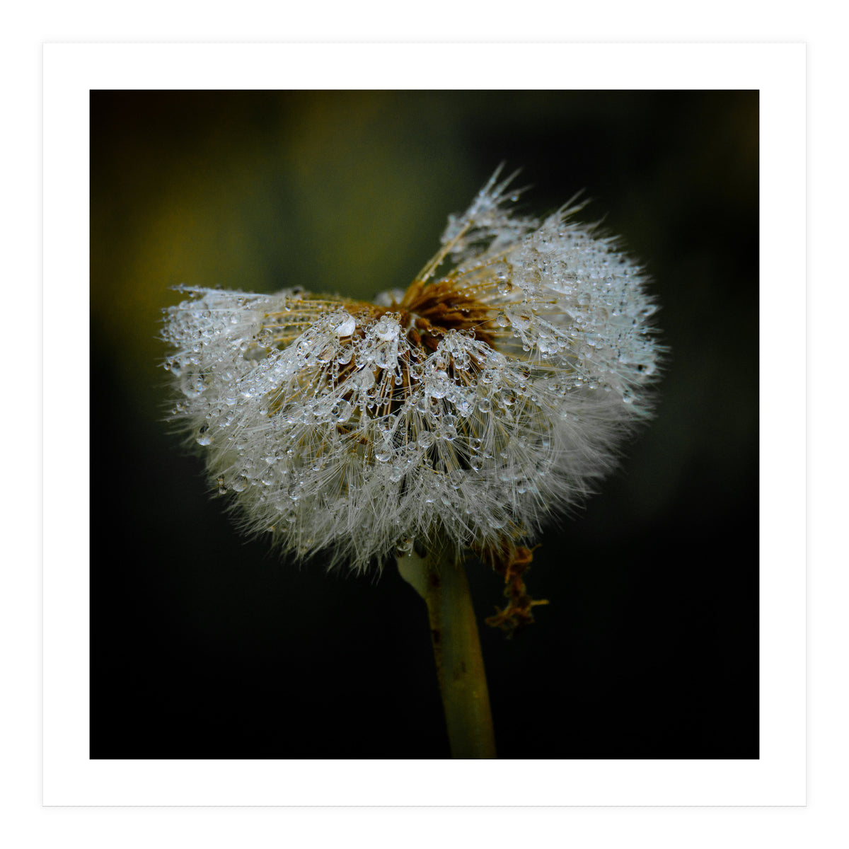 Dandelion with Raindrops (Print Only)
