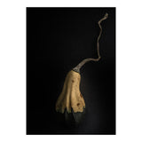 Gourds No 12 Color Version (Print Only) thumbnail