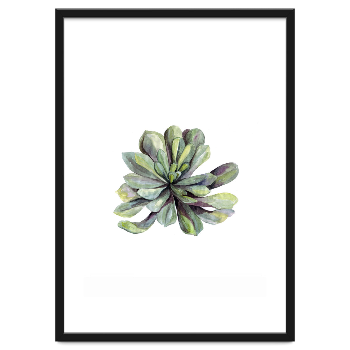 Botanical Illustration Succulent