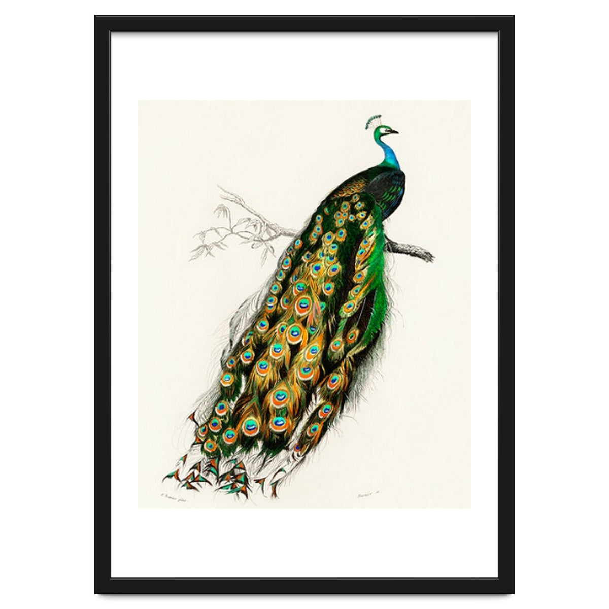 Indian peafowl illustrated