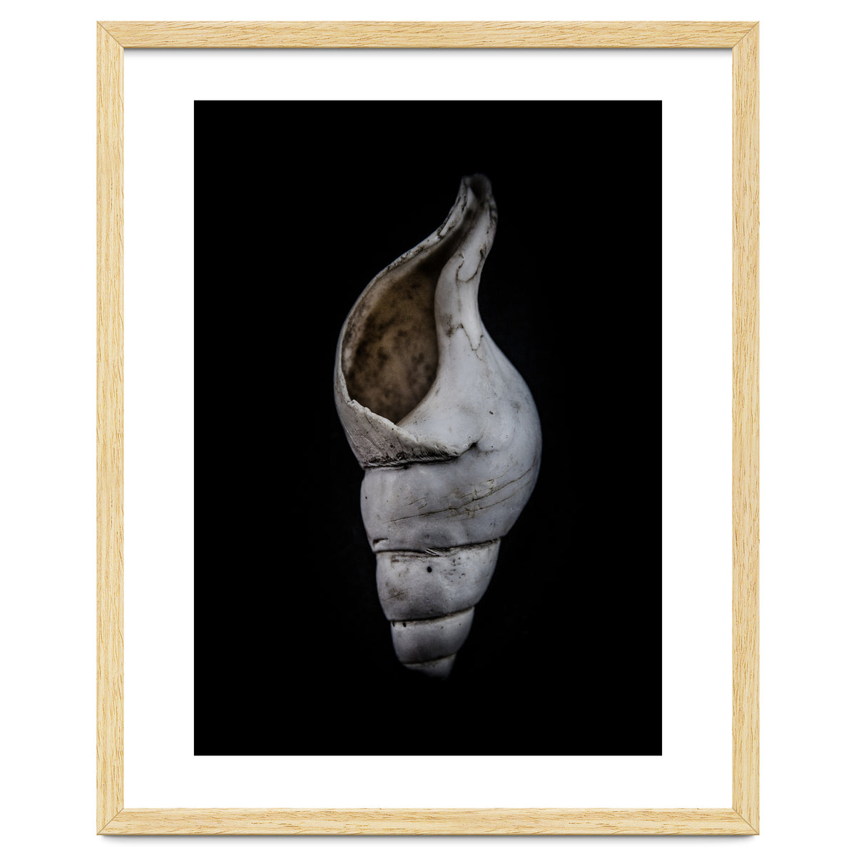 Shells No 12 Color Version