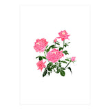 Rose V2 Art Print (Print Only) thumbnail