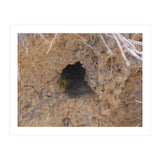 Wasp World (Print Only) thumbnail