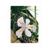 Lily (Print Only) thumbnail