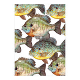 Lake Sunfish (Print Only) thumbnail