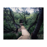 Glen Canyon Park (Print Only) thumbnail
