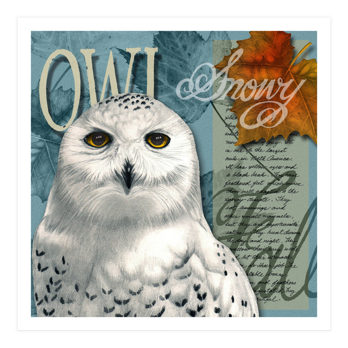 Snow Owl (Print Only)