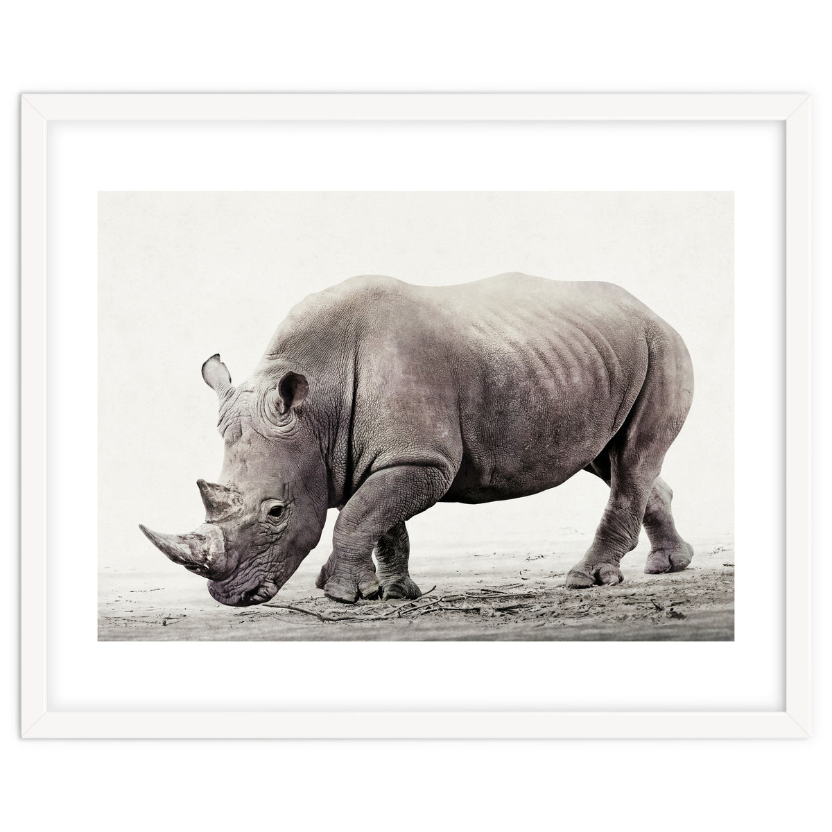 Rhino