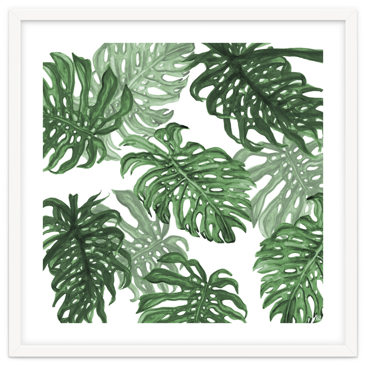 Monstera Deliciosa
