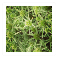 Green thistles (Print Only)