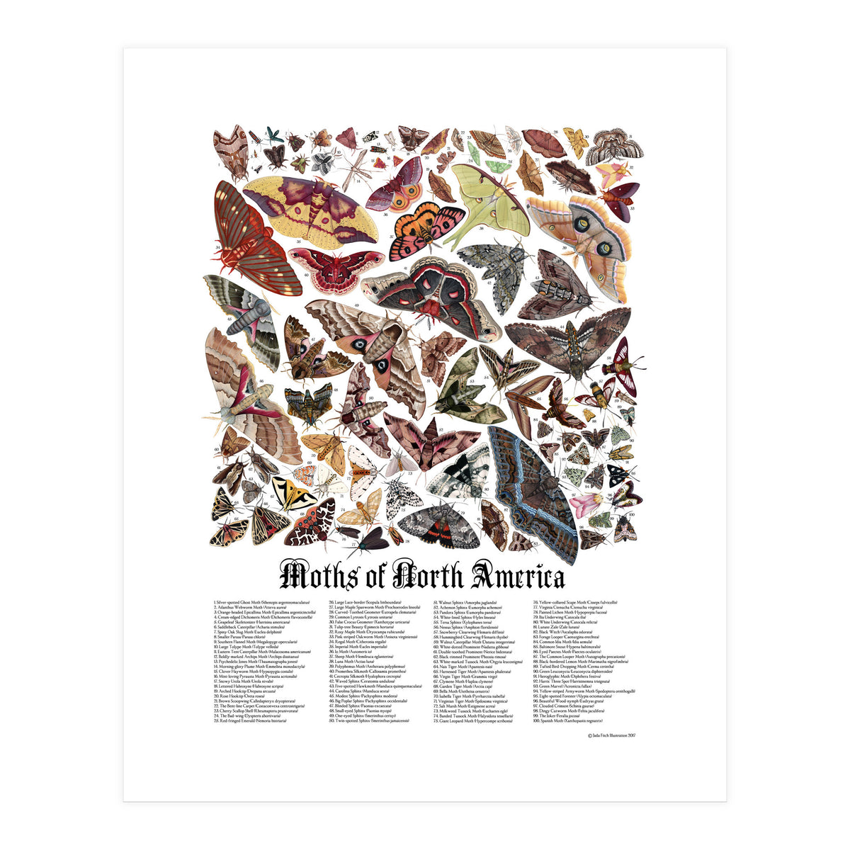 Moths of North America  (Print Only)