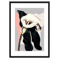 Calla lily flower