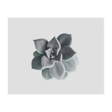 Succulent (Print Only) thumbnail