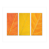 Autumn Leaves (Print Only) thumbnail