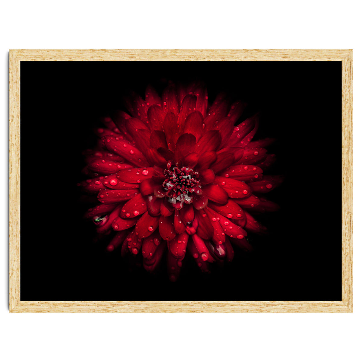 Backyard Flowers 45 Color Version