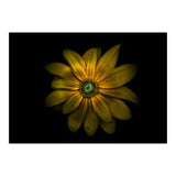 Backyard Flowers No 34 Color Version (Print Only) thumbnail