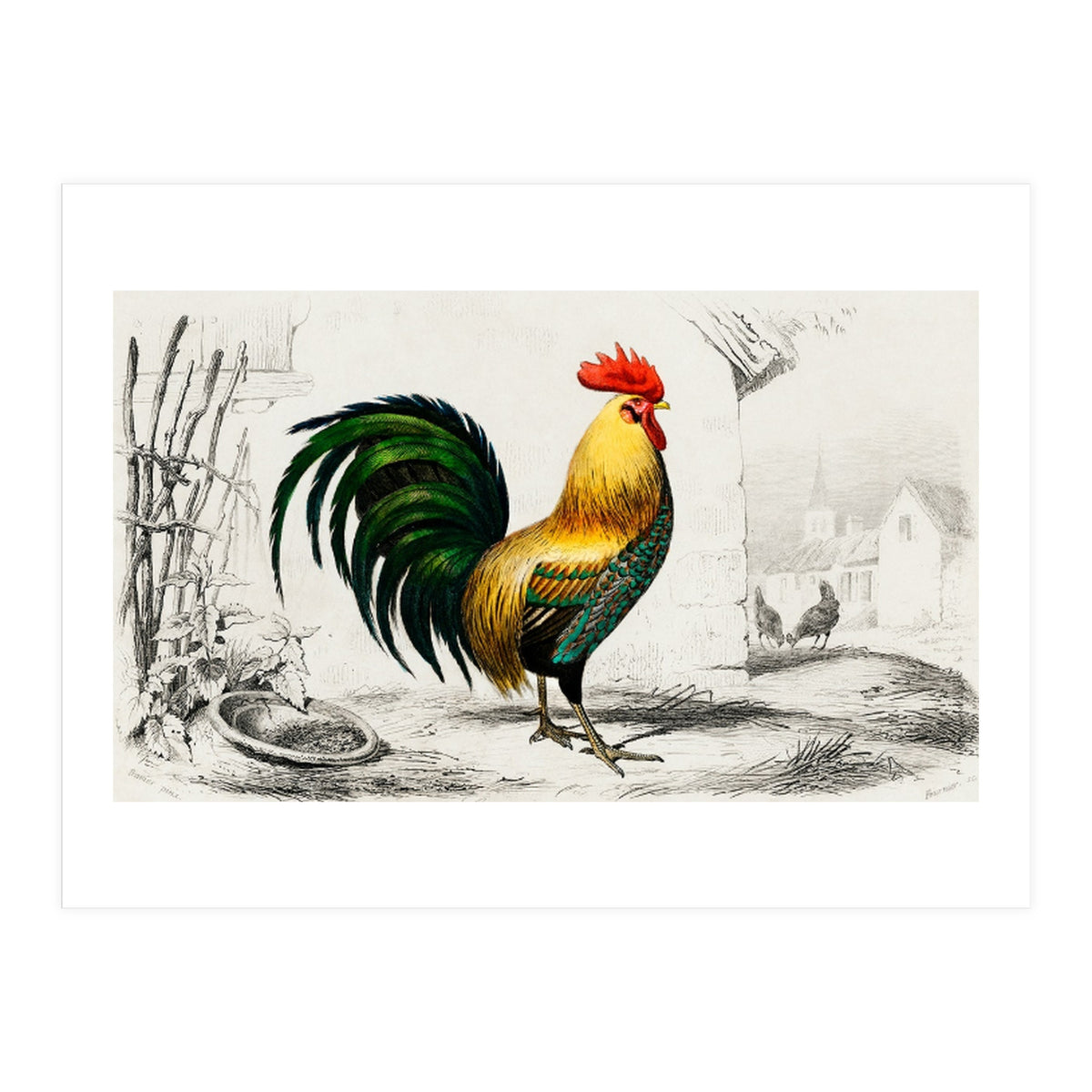 Cock illustrated (Print Only)
