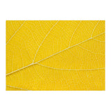 Autumn Leaf (Print Only) thumbnail