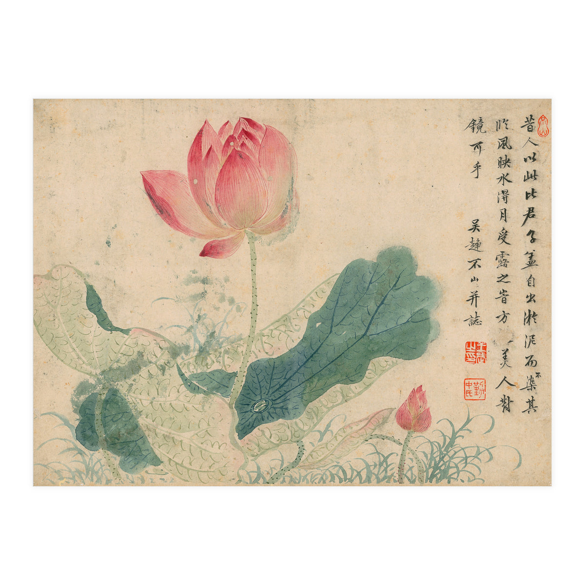 Qing Wangwu Flower album, lotus, lotus leaf, pond, copy of water grass (Print Only)